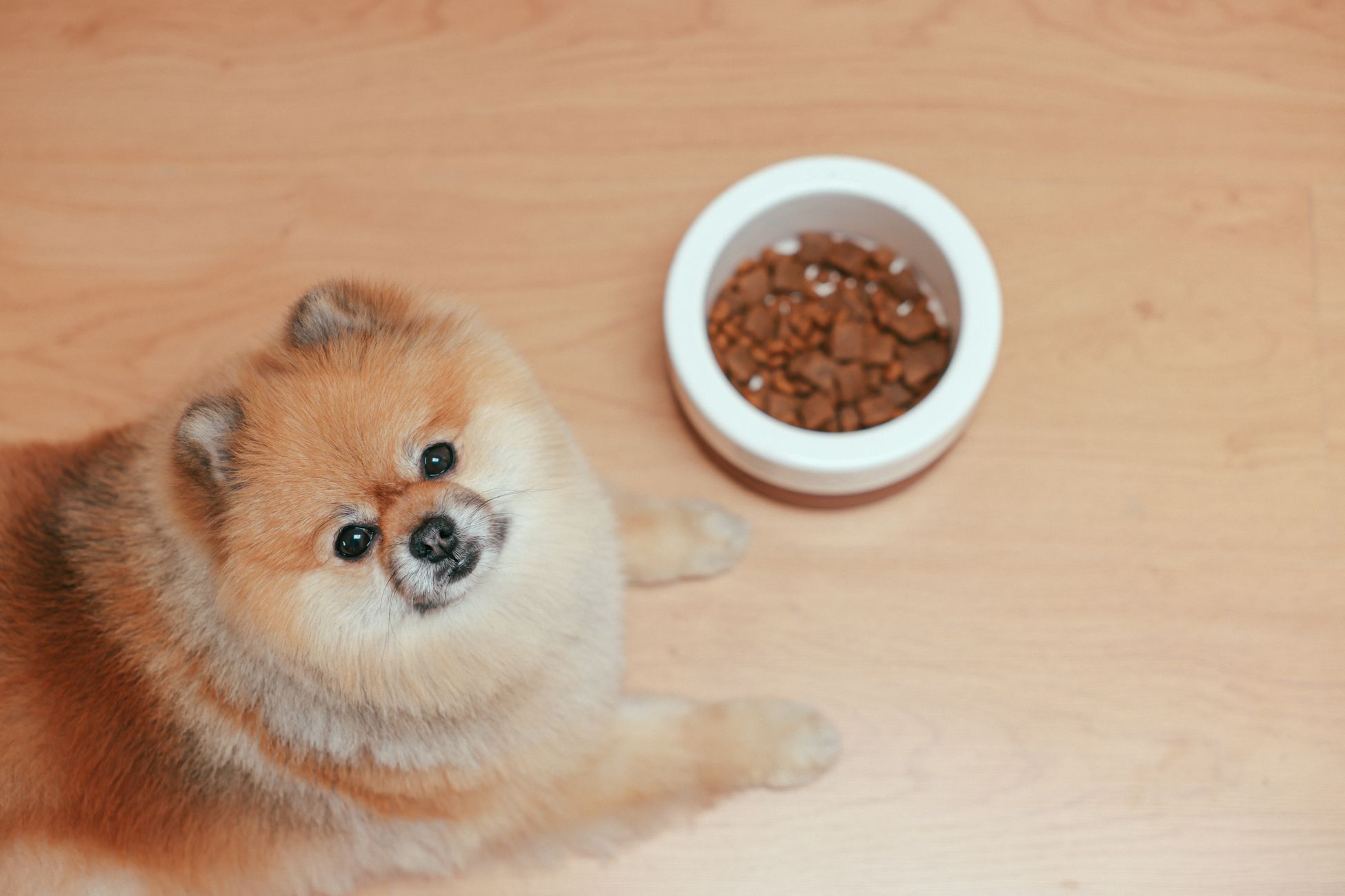 Terra Canis, Hundeernährung, Premium-Hundefutter, natürliches Hundefutter, gesunde Hundeernährung, hochwertige Zutaten, Hundeernährung, ausgewogenes Hundefutter, artgerechte Ernährung, Hundewohlbefinden